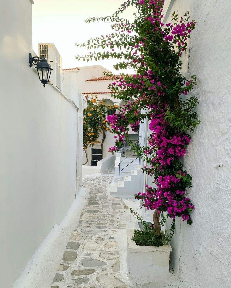 VerdeVivo Jardinería Paulista 5